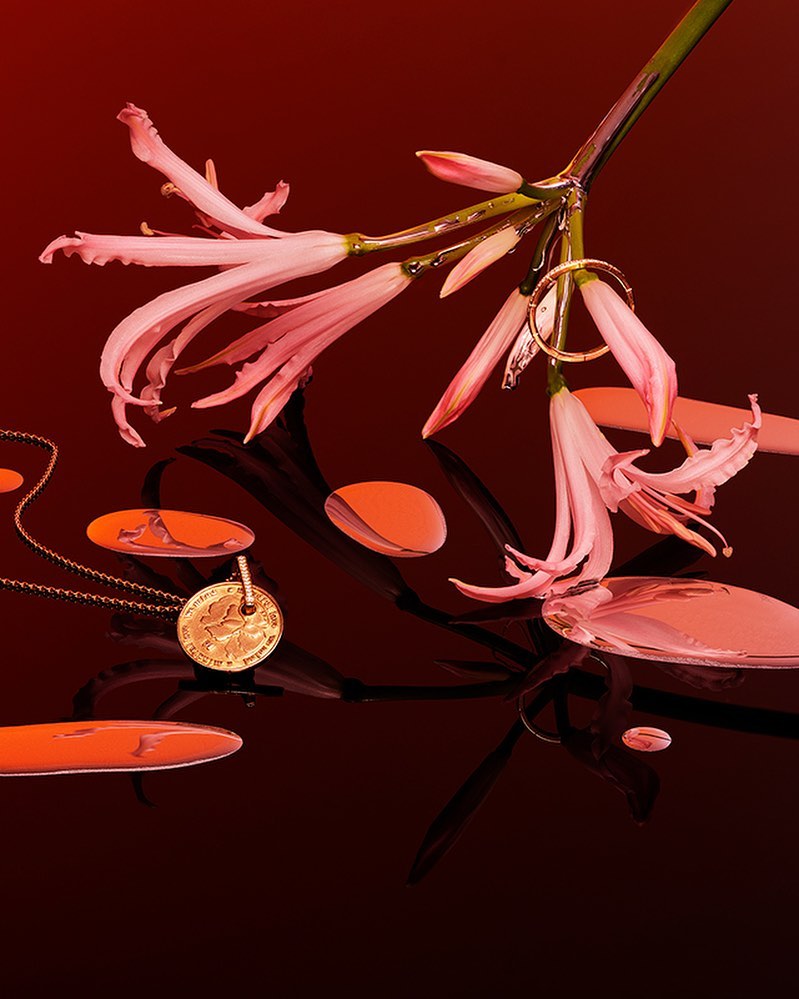 Still life shot of delicate pink lilies with dew drops, gold jewelry, and glossy shapes on a dark, reflective surface.
