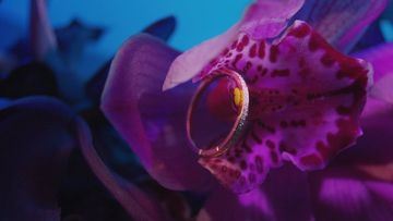 Close-up of a gold wedding band on a purple orchid bloom with spotted petals against a blurred blue background, showcasing jewelry.