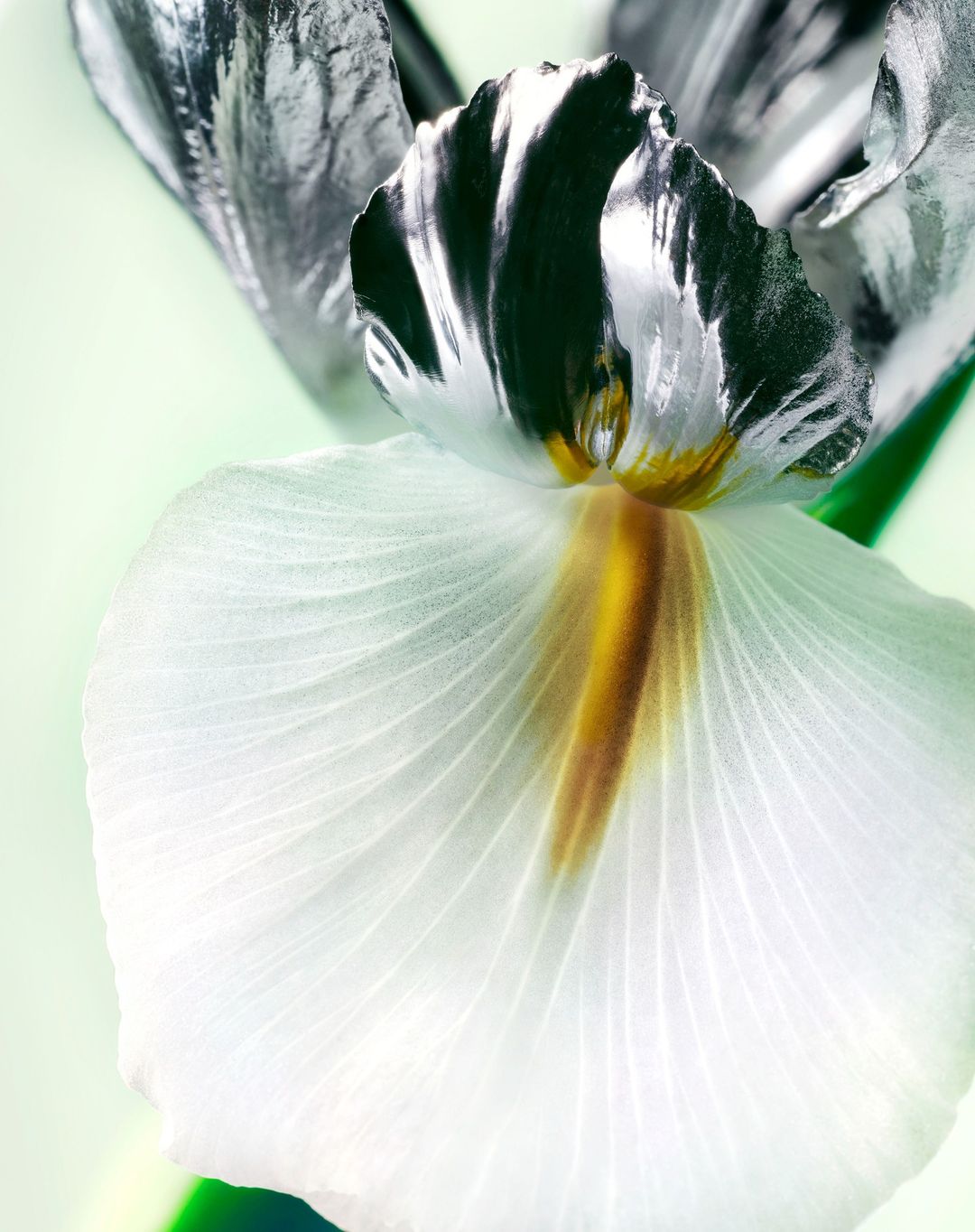 Close-up of a silver and white iris flower with a golden center, showcasing its intricate petal patterns and metallic sheen.