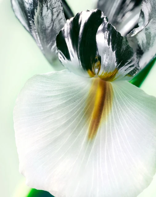 Close-up of a silver and white iris flower with a golden center, showcasing its intricate petal patterns and metallic sheen.