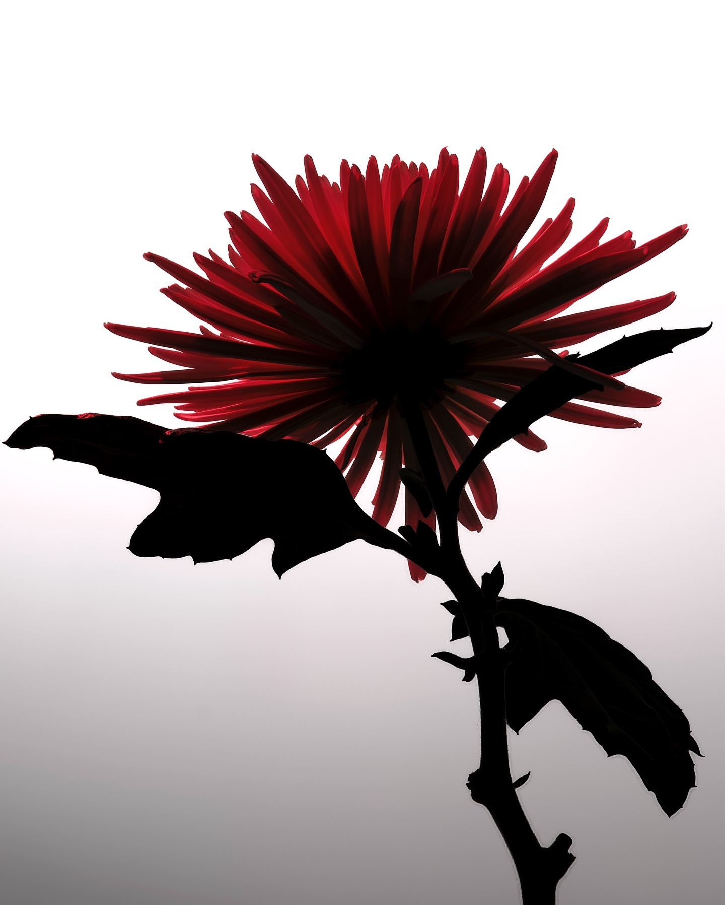 Dramatic close-up of a red chrysanthemum flower in silhouette against a bright, contrasting background, highlighting its intricate petals.