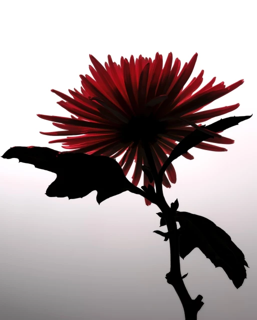 Dramatic close-up of a red chrysanthemum flower in silhouette against a bright, contrasting background, highlighting its intricate petals.