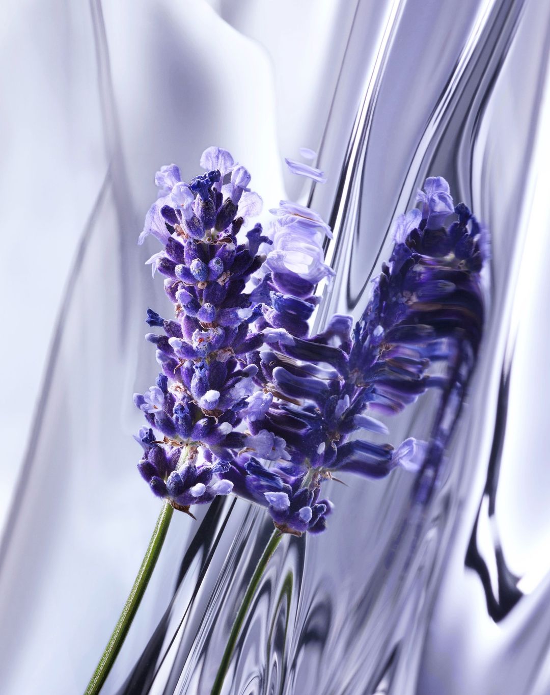 Close-up still life of two purple lavender flowers against an abstract, flowing, light-reflecting background.