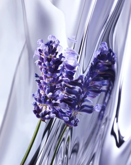 Close-up still life of two purple lavender flowers against an abstract, flowing, light-reflecting background.