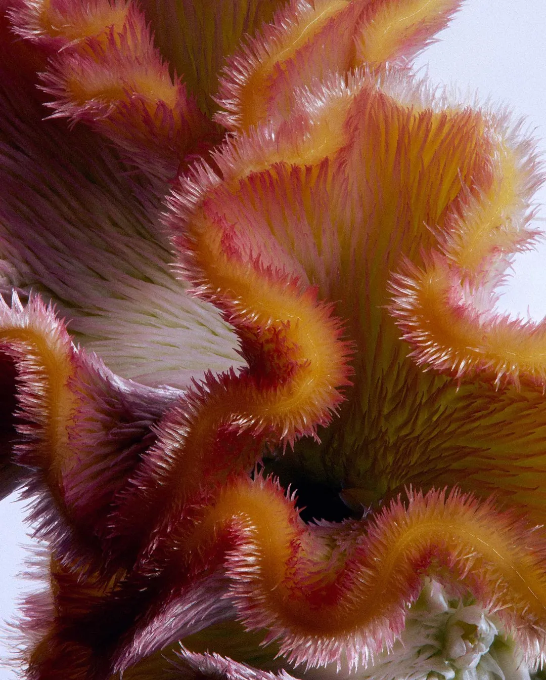 Macro photograph of a vibrant celosia cristata flower, showcasing its feathery texture and warm tones of yellow, orange, and pink.