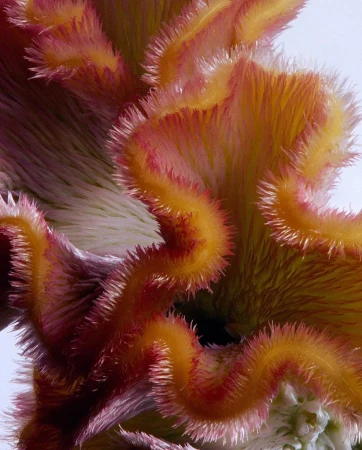 Macro photograph of a vibrant celosia cristata flower, showcasing its feathery texture and warm tones of yellow, orange, and pink.