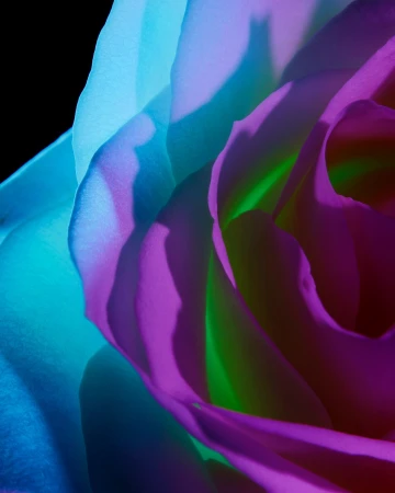 Extreme macro close-up of rose petals illuminated by vibrant cyan and magenta lighting against a dark background.