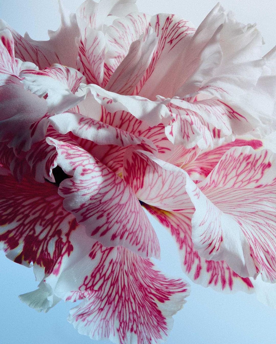 Macro photograph showcasing the intricate details of a layered flower with white and pink striped petals on a soft blue background.
