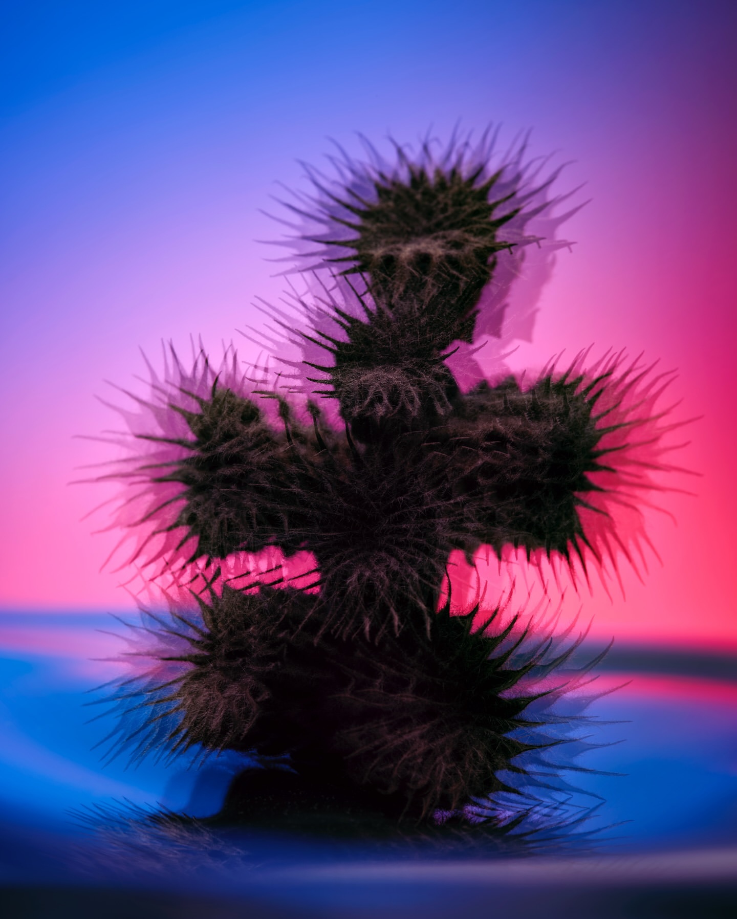 Close-up studio shot of a spiky, dark plant specimen, highlighted with a dual-tone, blue-to-red gradient background and table surface.