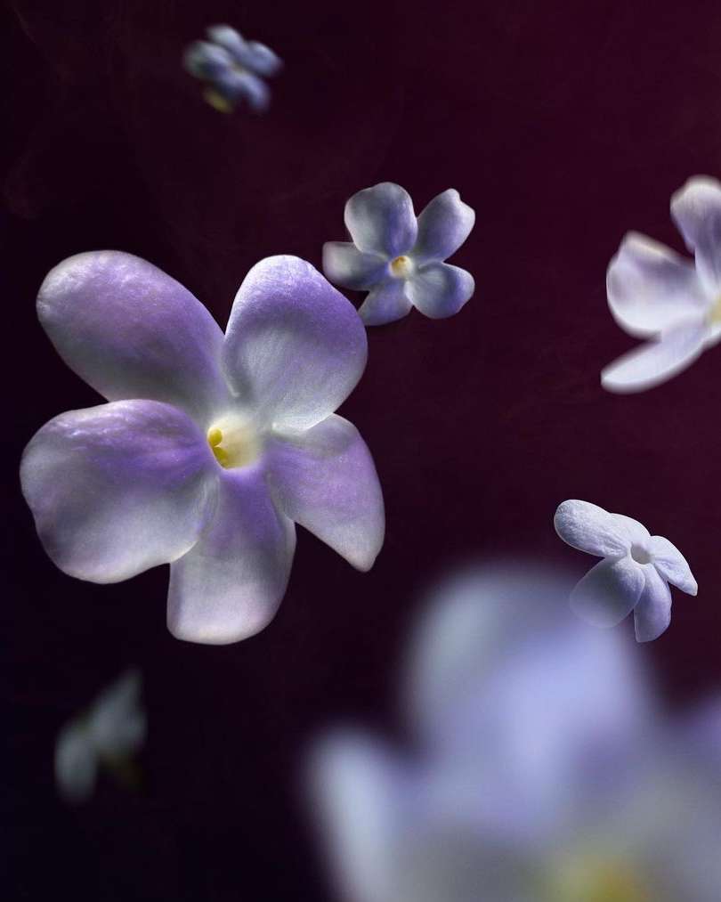 Close-up of white and purple star-shaped flowers on a dark background, some in focus and some blurred to create depth.