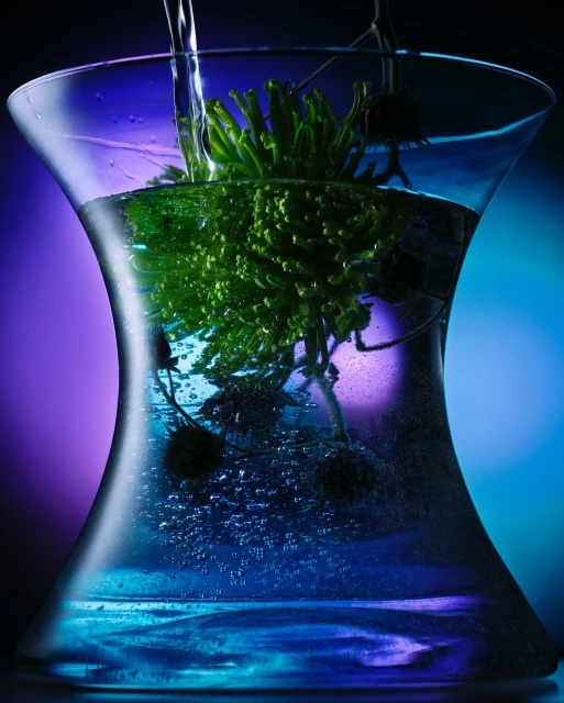 Clear glass vase filled with water, a green plant, and dark-colored stems, against a dual-tone backdrop of blue and violet.