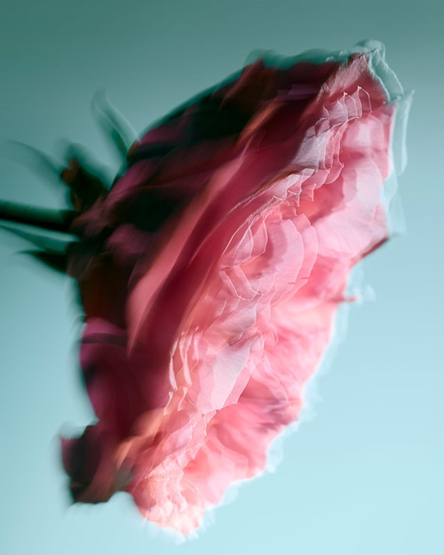 Abstract long exposure photograph of a pink flower against a pale blue background with motion blur. Floral studio shot for botanical theme.