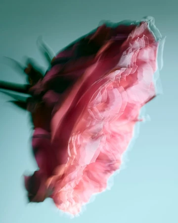 Abstract long exposure photograph of a pink flower against a pale blue background with motion blur. Floral studio shot for botanical theme.