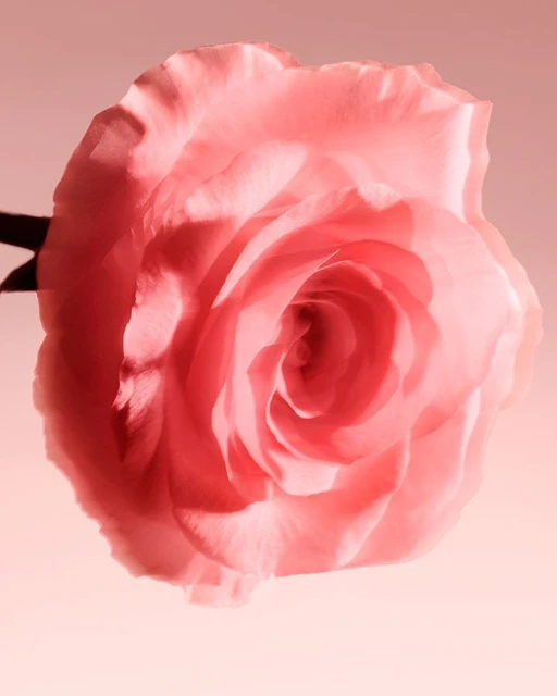 Close-up photograph of a delicate pink rose with visible stem set against a light gradient background, capturing its beauty and details.