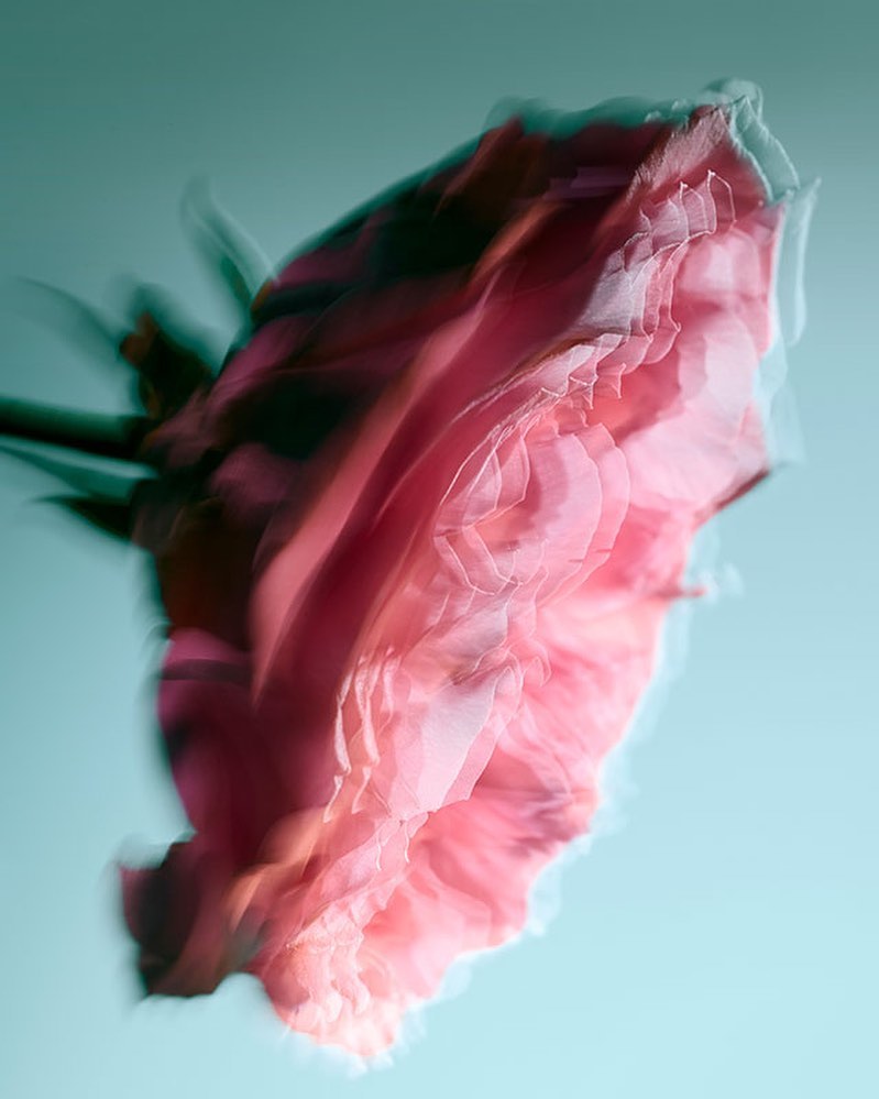 Close-up photograph of a single pink rose flower featuring a blurred, multiple exposure effect against a soft teal background.