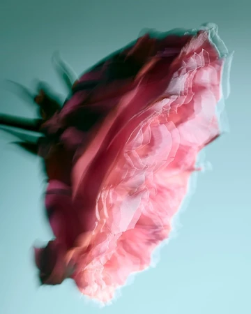 Close-up photograph of a single pink rose flower featuring a blurred, multiple exposure effect against a soft teal background.