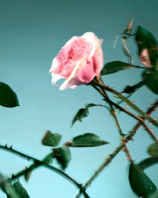 Close-up of a pink rose in full bloom against a soft teal backdrop, capturing its delicate petals and vibrant green foliage.