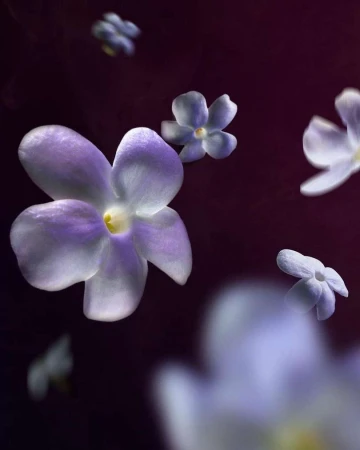 Close-up macro shot of pale purple lilac flowers floating against a dark background by photographer Baptiste Olivier in Paris.