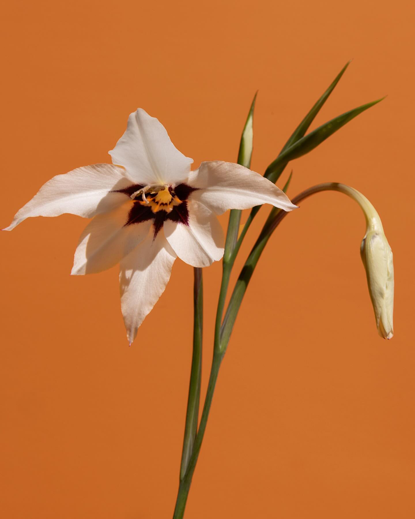 Close-up studio shot of a white-petaled flower with a dark center on a slender green stem, contrasted against an orange background.
