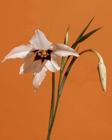 Close-up studio shot of a white-petaled flower with a dark center on a slender green stem, contrasted against an orange background.