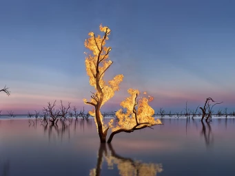 A burning tree standing in calm water at sunset with a gradient sky and distant skeletal trees in the horizon.