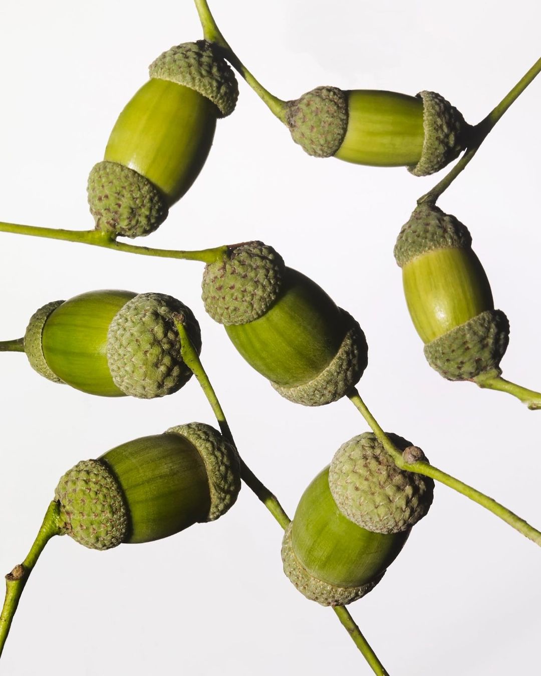 Close-up of seven green acorns on twigs against a white background, capturing their textures and organic details in a natural light setting.