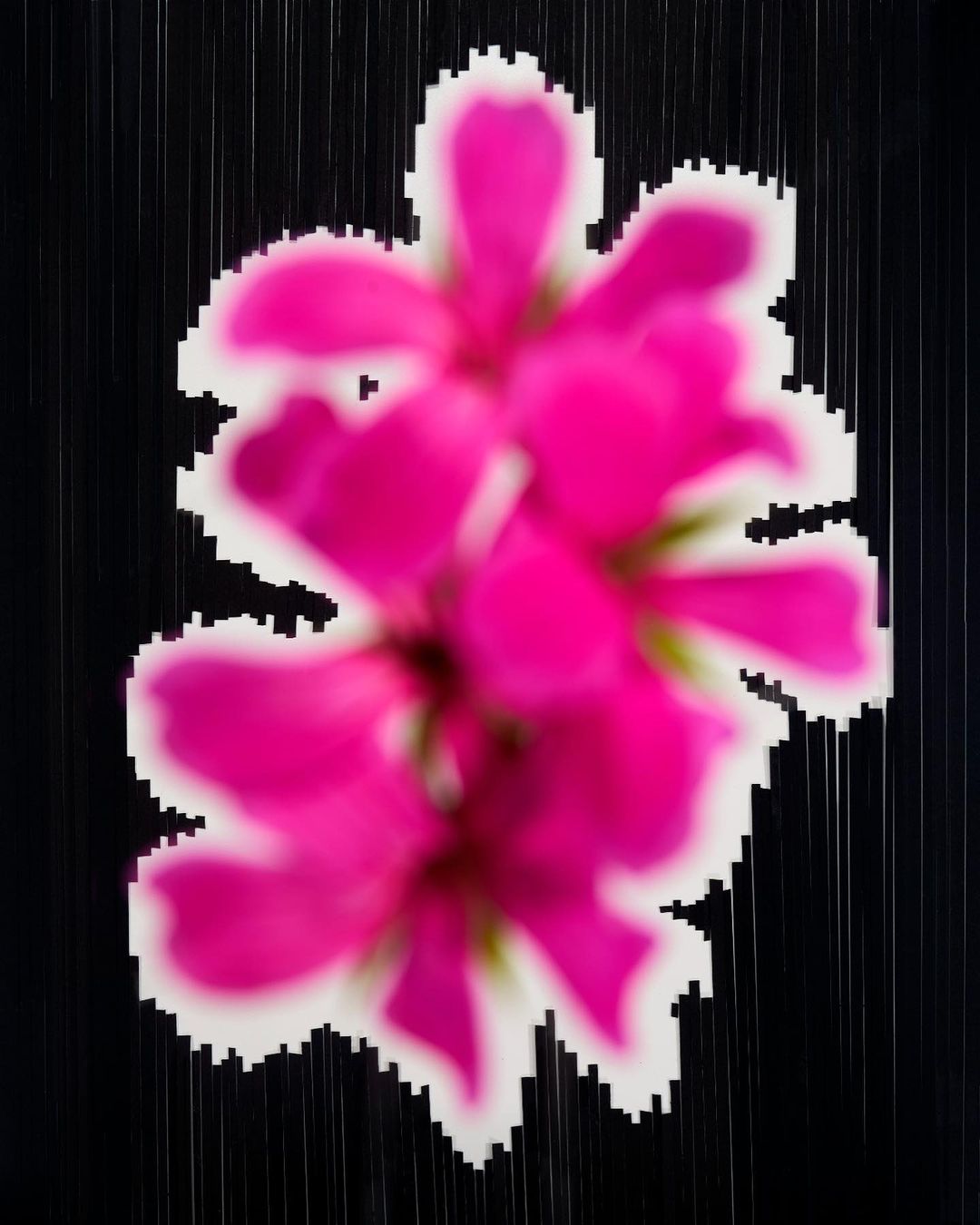 Pixelated close-up of a vibrant pink flower with a white pixelated border against a dark background with blurred vertical lines.