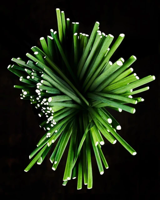 Overhead view of a bundle of fresh, vibrant green chives with bright white cut ends, set against a dark, contrasting background.