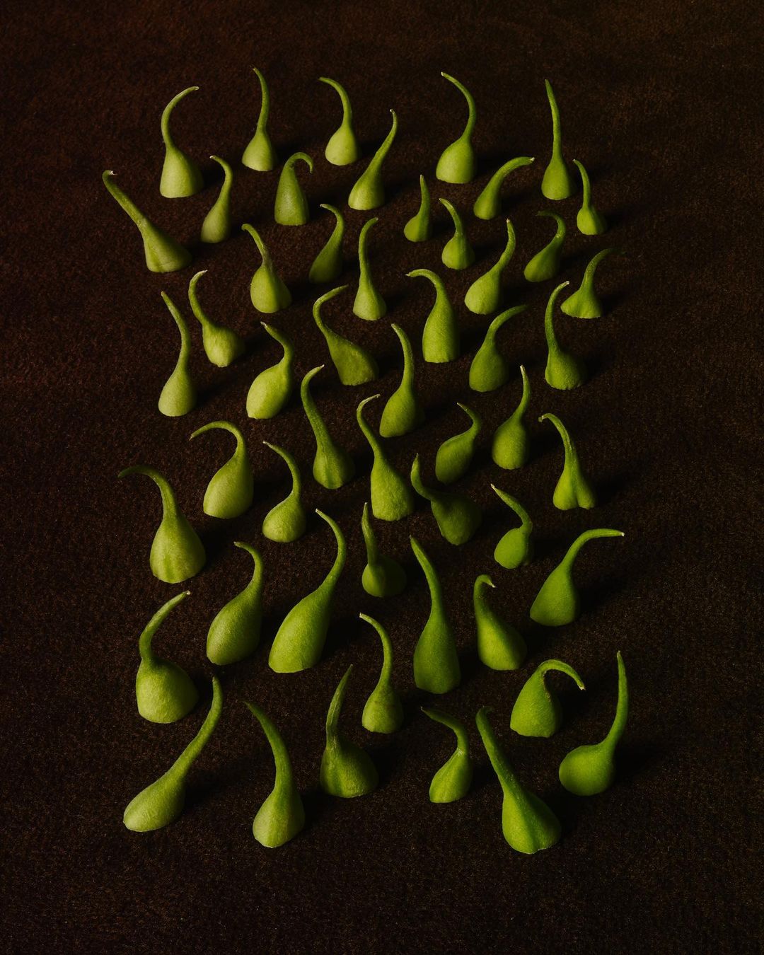 Overhead shot of numerous small, green pepper tops arranged on a textured brown surface, creating a visually appealing pattern.