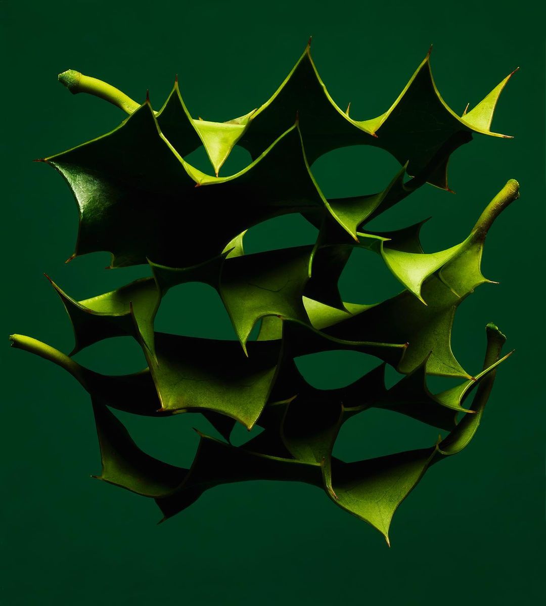 Close-up studio shot of a stack of green holly leaves with spiky edges and smooth surfaces against a dark green monochromatic background.