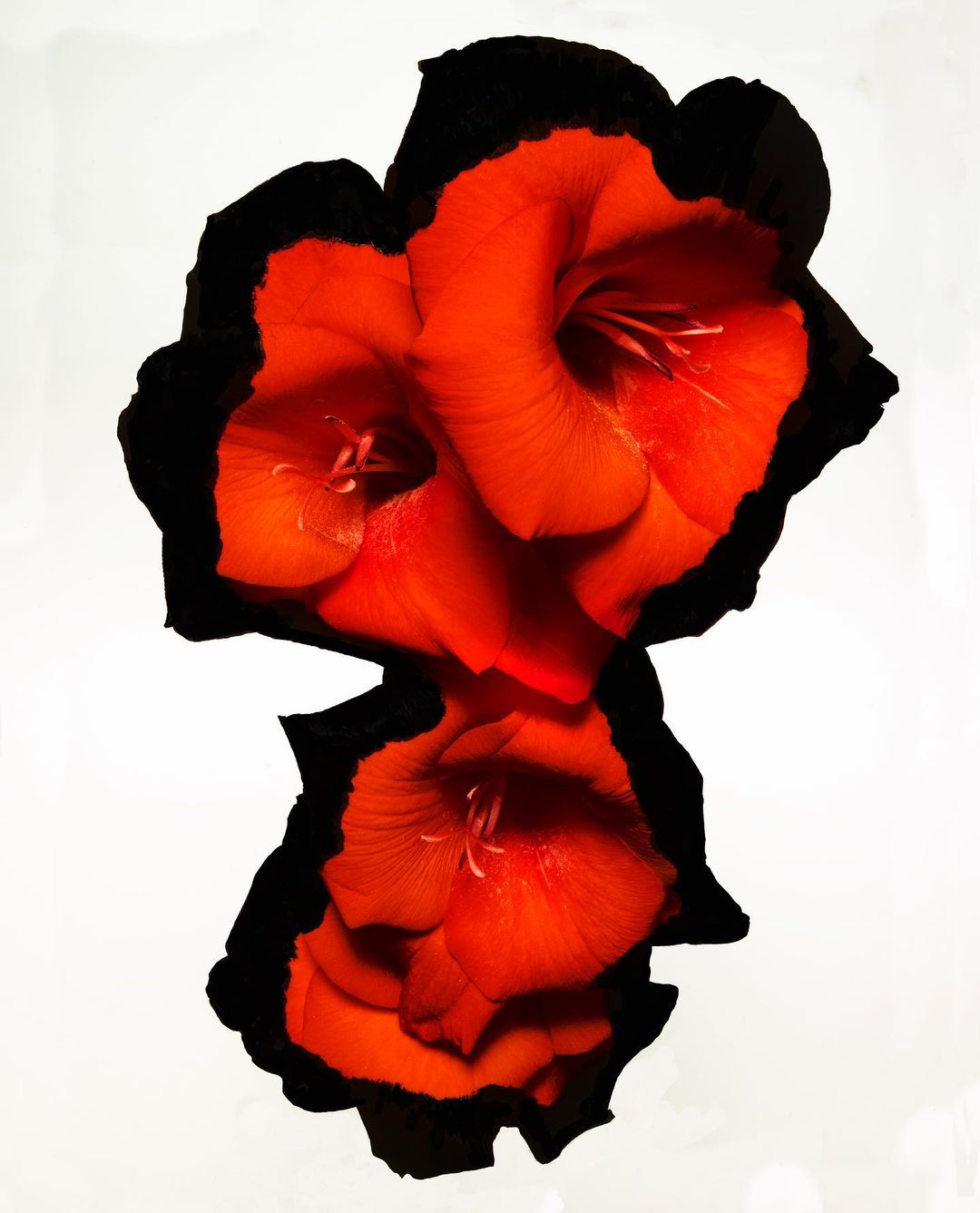 Close-up studio shot of vivid orange gladiolus flowers with a dark outline against a crisp white background, emphasizing their petals.