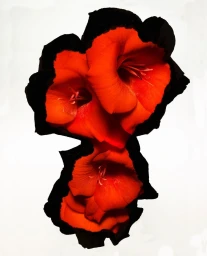 Vibrant red gladiolus flowers outlined in black against a stark white background captured by Bart Oomes in Paris