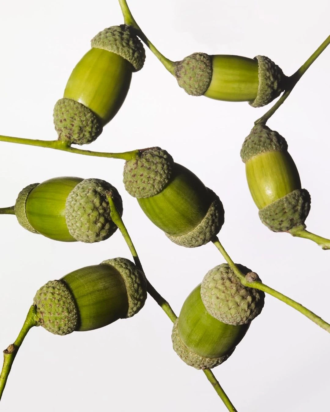 Close-up botanical photograph of several green acorns with textured caps attached to thin branches against a plain white background.