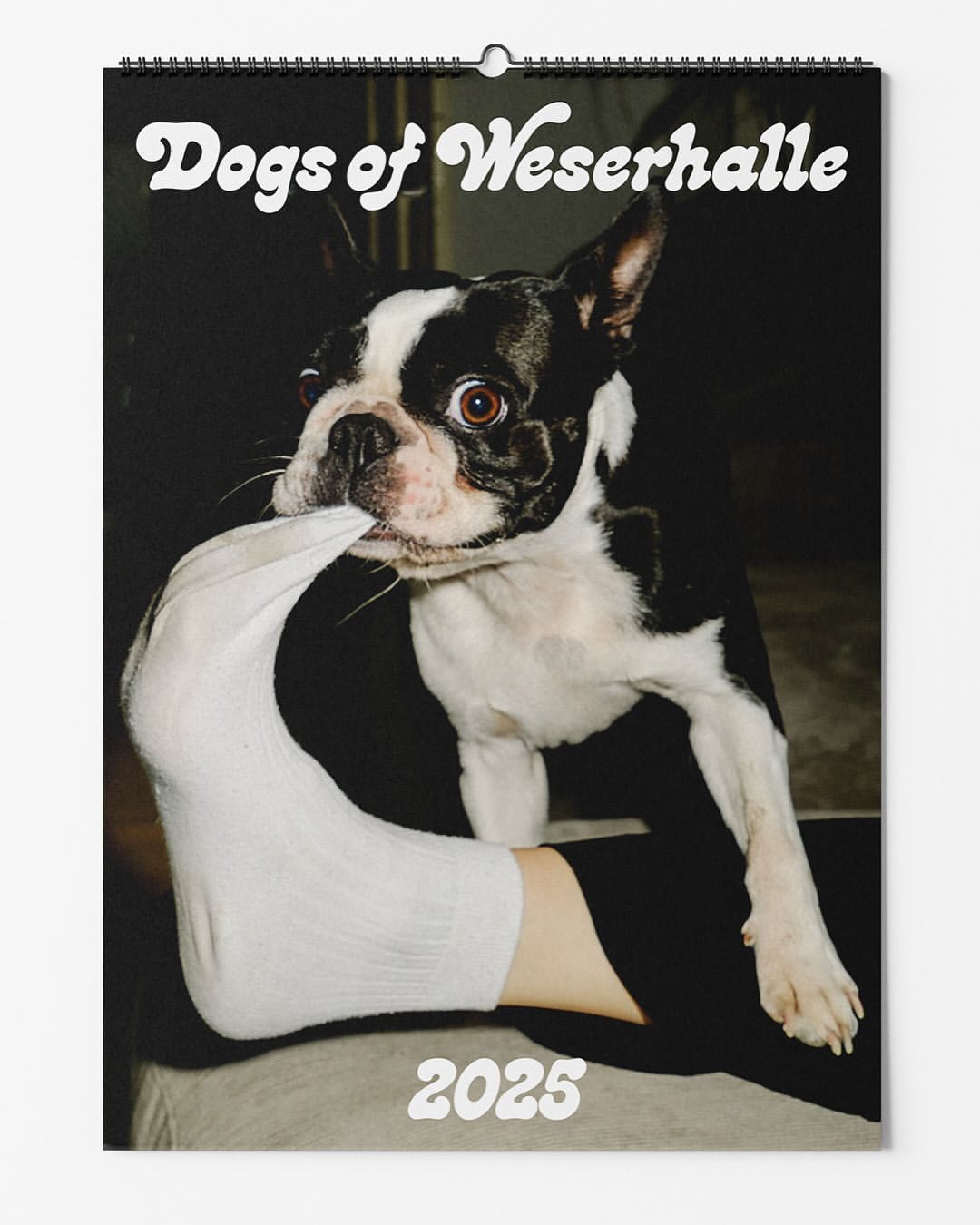 Dog calendar featuring a black and white Boston terrier biting a white sock, with the title 'Dogs of Weserhalle' and the year '2025'.
