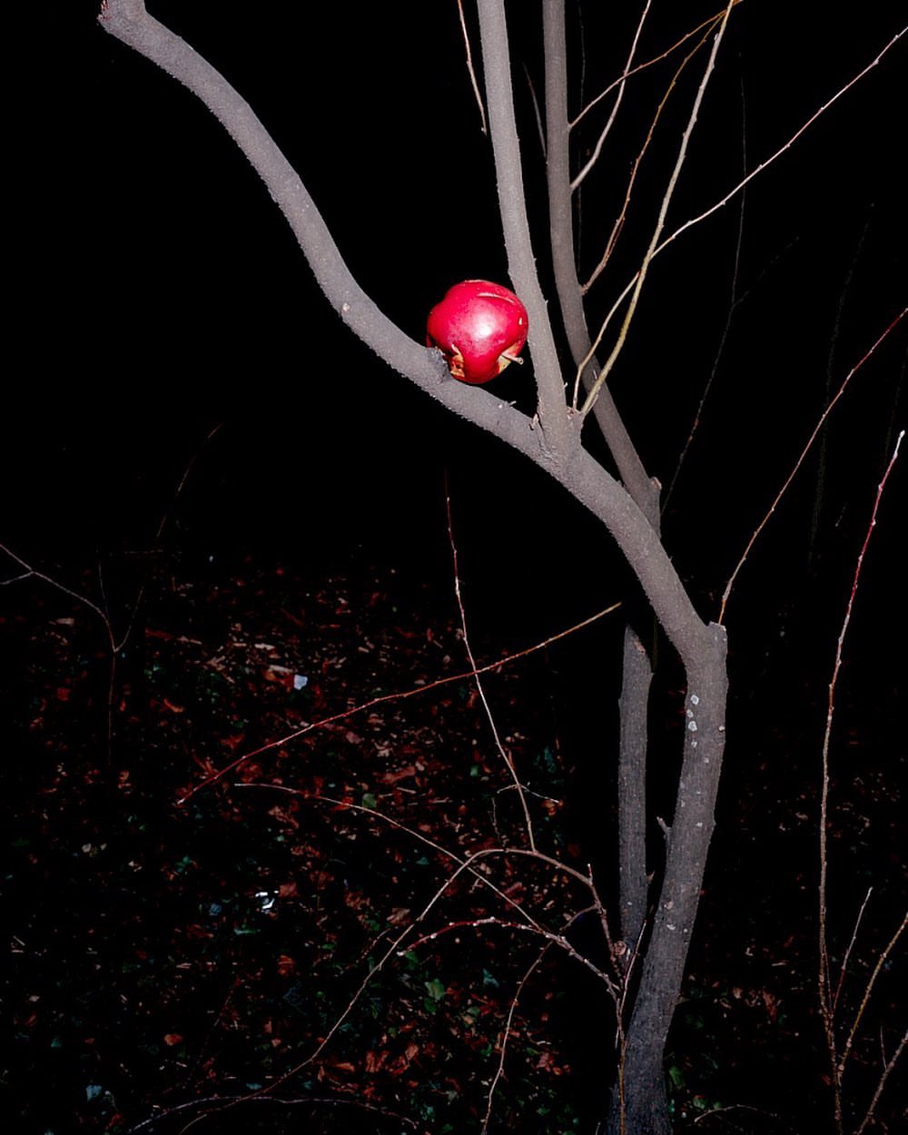 A single red pomegranate on a tree branch at night, lit by a dim light source against a dark background with bushes and plants.