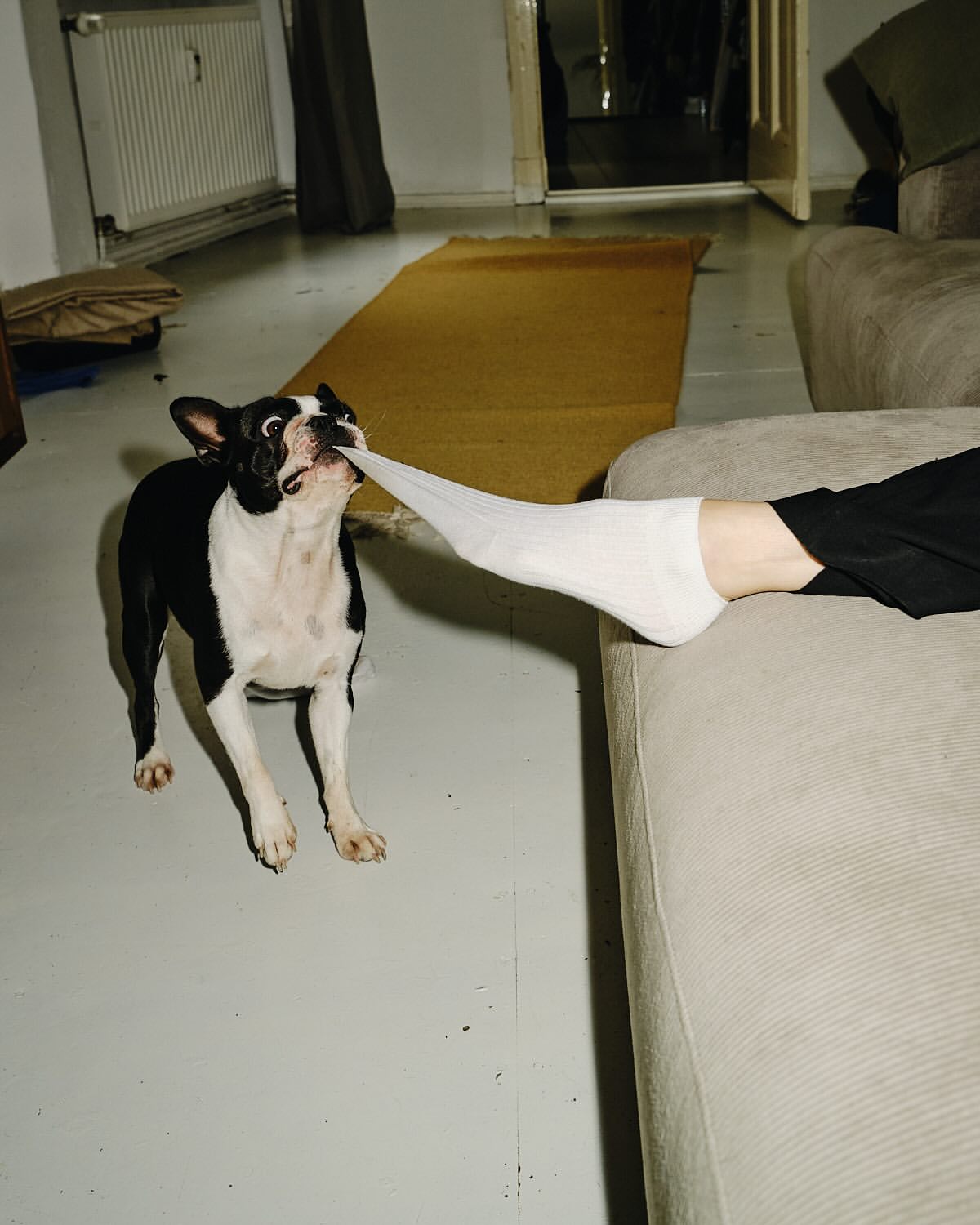 Boston terrier pulls on white sock worn by a person sitting on a beige couch in an indoor setting. Dog is black and white.