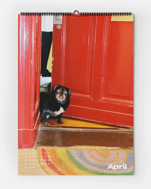 Calendar image featuring a black pug standing in a doorway against a red door and colorful rainbow rug in an indoor setting.