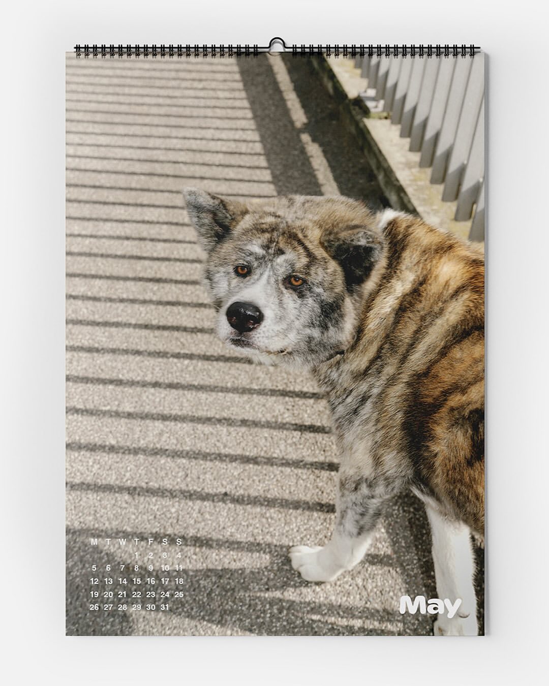 A calendar displays a large dog with brindle fur standing on a walkway with cast shadows from a railing creating linear patterns.
