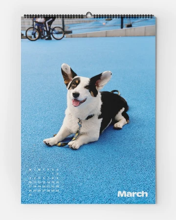 Calendar featuring a cute dog lying on a blue surface, with a bicyclist in the background, for the month of March.
