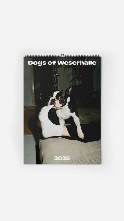 Black and white Boston terrier dog sits on a person's lap while posing for a photograph that appears on a 2025 calendar.