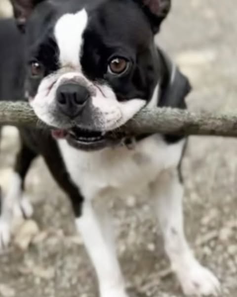 Boston terrier dog holds a stick in its mouth outdoors on a grey day, standing with its white chest in the foreground.