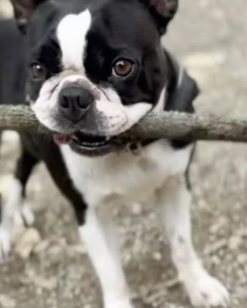 Boston terrier dog holds a stick in its mouth outdoors on a grey day, standing with its white chest in the foreground.