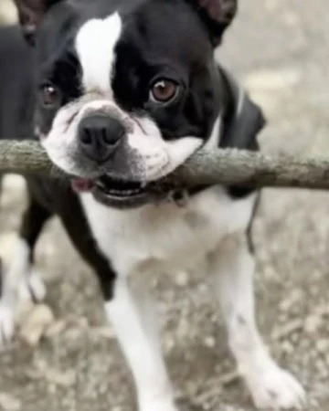 Boston terrier dog holds a stick in its mouth outdoors on a grey day, standing with its white chest in the foreground.