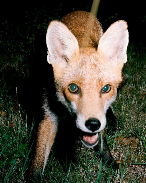 Close-up of a red fox with tan and black fur, looking directly at the camera in a dark outdoor setting with green grass.