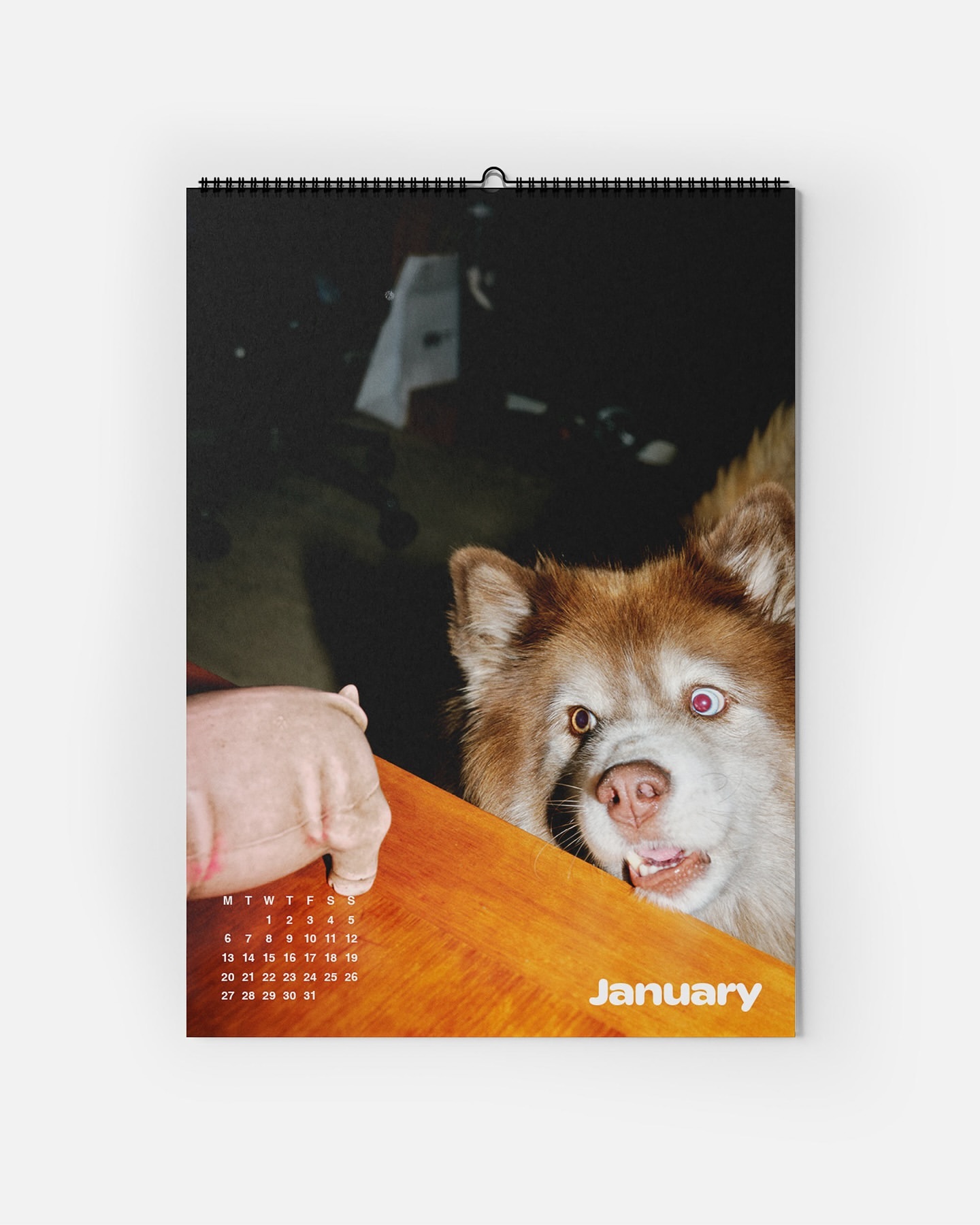 Calendar page with a close-up of a brown and white dog curiously looking at a pink pig prop leaning on a wooden surface.