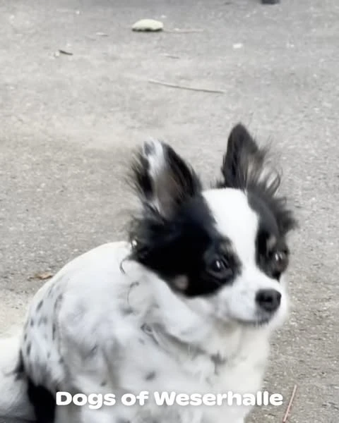 A long-haired chihuahua dog with black and white markings sits outdoors, creating a visually appealing animal portrait on concrete.