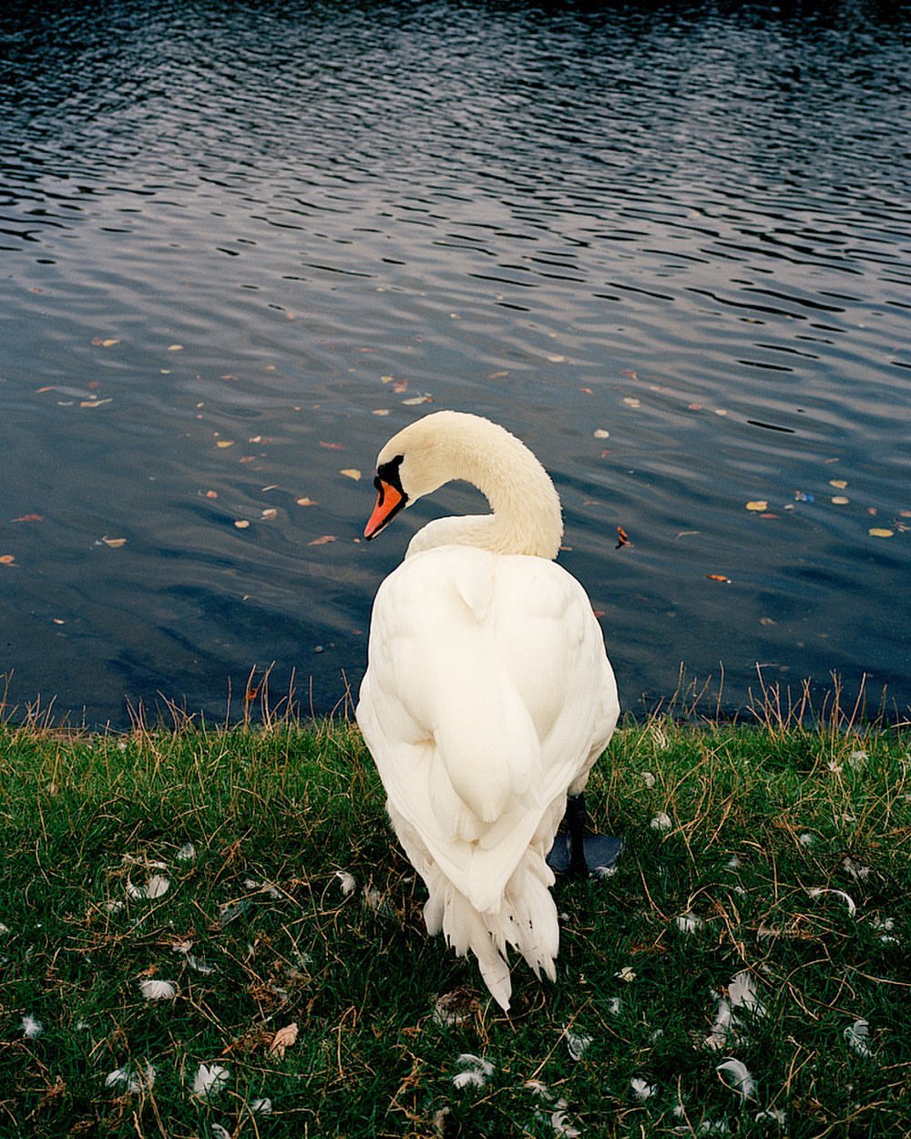Elegant white swan gracefully glides by the grassy bank of a tranquil lake, its feathers pristine against the water's dark reflections.
