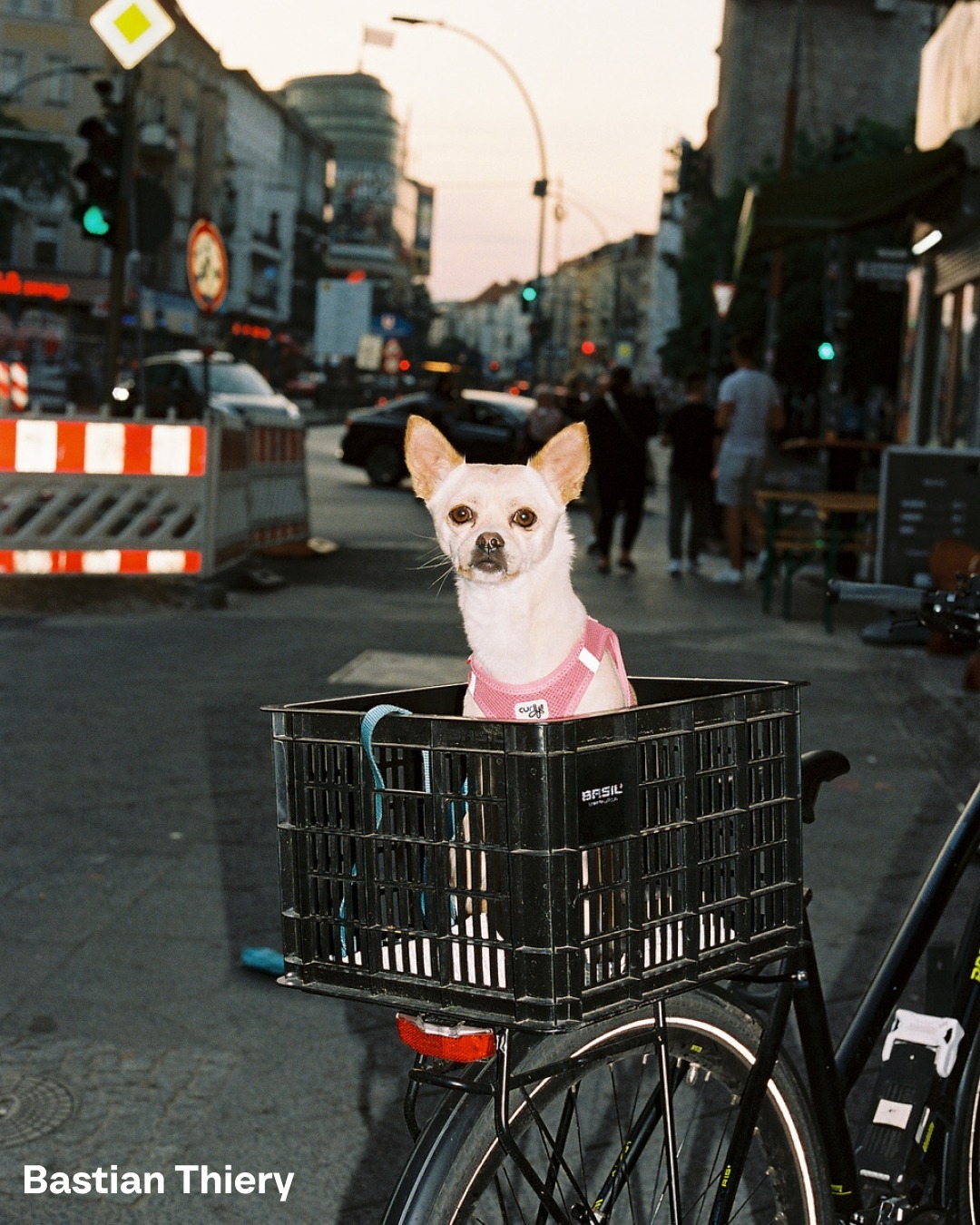 A small white dog with a pink harness sits in a black bicycle basket on a city street, buildings and traffic in the background.
