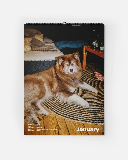 Red and white long-haired Husky dog lying on a braided rug indoors, next to a bed, shown as a January calendar image.
