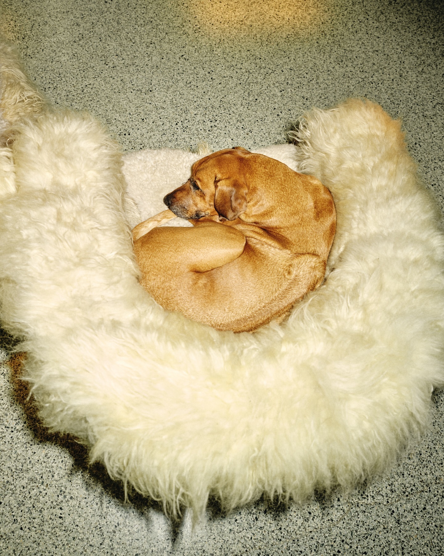 Tan dog curled up on a fluffy white rug, indoors. Pet resting comfortably on soft surface in natural light. Animal portrait.